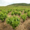 clasificacion del viñedo
